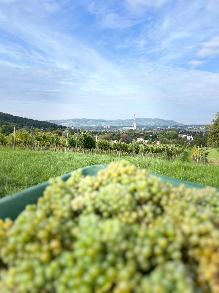 Das Bild zeigt Weintrauben